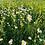 Mehrgriw_Gartenbau
